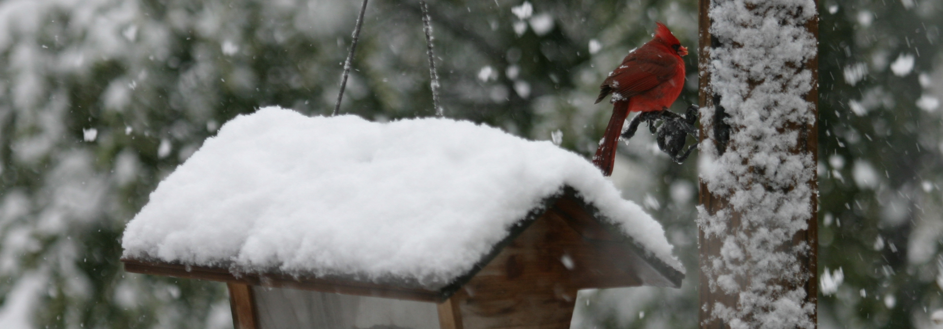 Cardinal in Snow