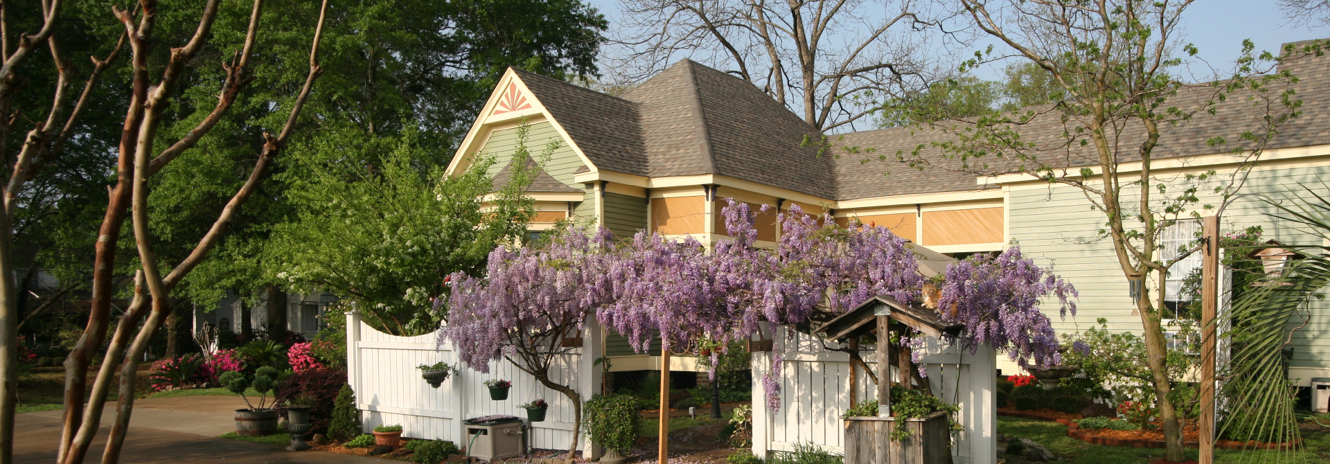 Azalea Inn Wisteria vine